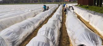 Crop Protection
